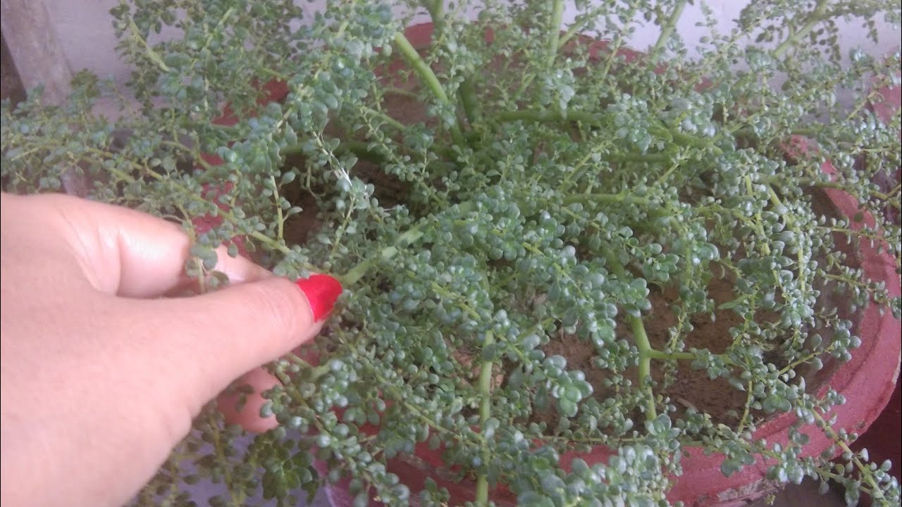 Baby tears plant(indoor plant) how to grow and care baby tears plant🍀🍀🍀
