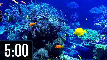 5 Minute Classroom Timer for Kids with Music | 🐠 🐟 Underwater Animals 🦈 🐡