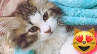 baby cats cute and funny cat سيمبا