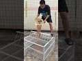 The Chicken Never Saw This Coming 😱🐔 #Shorts #viralshorts #chicken #ytshorts #viralvideo