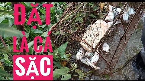 đặt lờ cá sạc