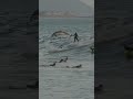 Dolphins share waves with surfers at Rincon!