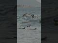 Dolphins Share Waves With Surfers At Rincon 