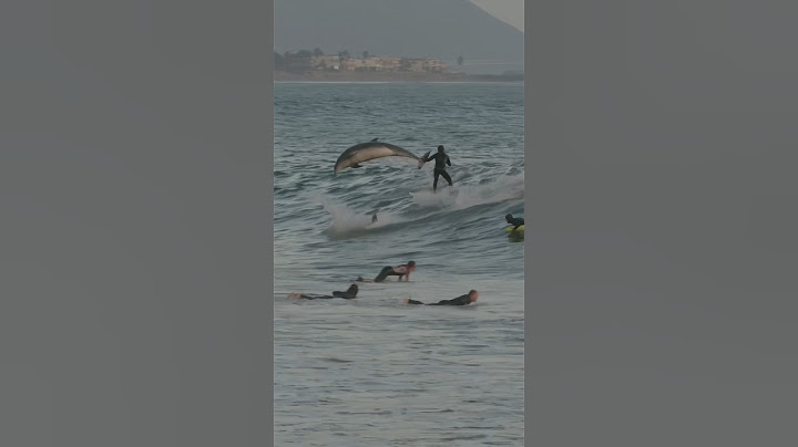 Dolphins share waves with surfers at Rincon!