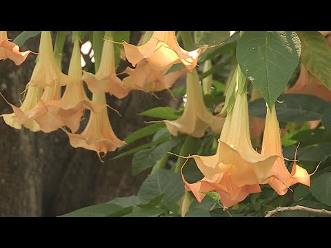 Vídeo: L’ús De L’angèlica Officinalis En Medicina Oficial I Popular