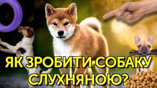 Важливі та корисні звички з перших днів для собаки в домі | Слухняна собака з перших днів