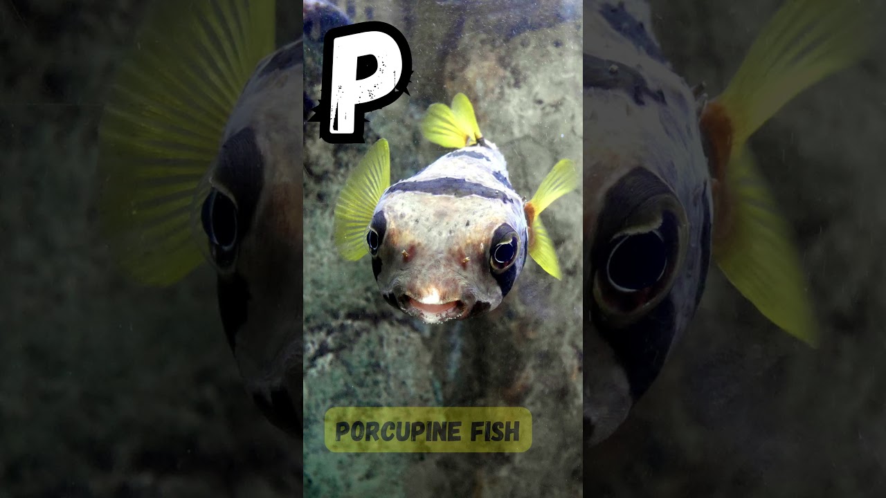 ABC Ocean Adventure Song Short for Kids | Fun Alphabet Learning with Sea | 