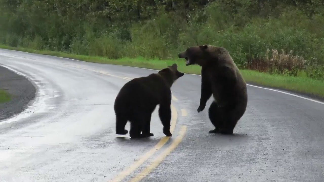 Caught on caмera: Grizzly Ƅears fight in northern B.C. - YouTuƄe