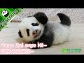 Documentary of giant panda Yuan Zai's story
