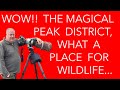 Summer Wildlife in the Peak District - Wildlife Photography.