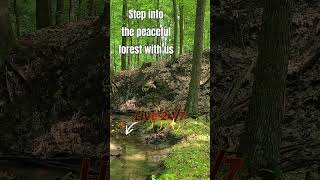 🔴 Relaxing Forest Sounds 🌲 Real Birds & Creek Ambience | Join Live 24/7