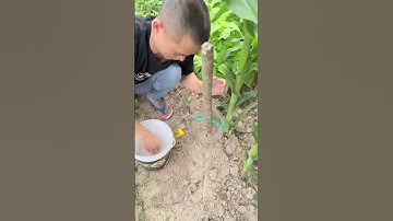 This is the process of spreading fertilizer using a bottle #shorts