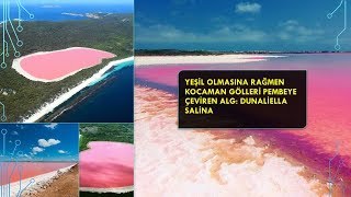 Pembe Göllerin Sebebi Ne?|Türkiye'deki Pembe Göller|Kocaman Gölleri Pembeye Çeviren Şey Nedir? Resimi