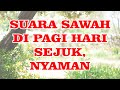 Relaksasi Suasana Pagi Sawah Pedesaan Suara Pancingan Burung Asli Dari Alam Suara Alam Mp3 - Mp4 Download