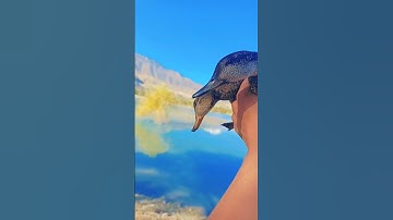 Ducks hunting Chitral 🦆🦆🦆🦆🦆🦆🦆🦆🦆🦆🦆🦆🦆🦆🦆🦆🦆🦆🦆🦆🦆🦆🦆🦆🦆🤗🤗
