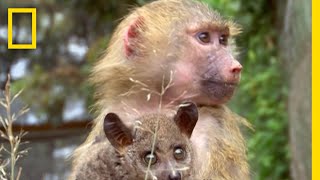 ショウガラゴとヒヒ 仲間との信頼関係 | ナショジオ