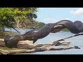 10 Cosas Escalofriantes Encontradas en el Amazonas!