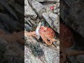 Octopus changes colour on North Wales beach #shorts #news