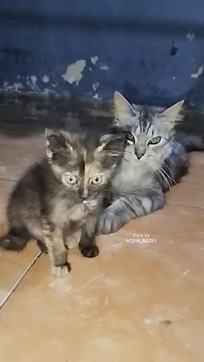 Chiko udah pinter  jagain adeknya. #cat #kitten #cute #cutecat #cats #shorts #short #shortvideo