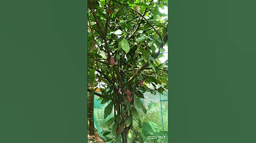 #cocoa tree and #elaichi(cardamom)tree #short.