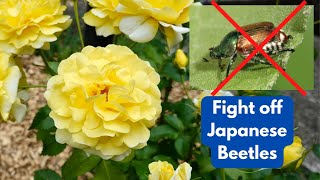 Getting Rid of Japese Beetles on Roses