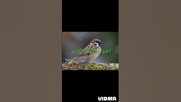 #تلاوه_خاشعه #محمود_الشحات_أنور #القران_الكريم #القرآن_الكريم #اكسبلور