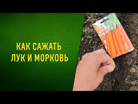 Совместные посадки. Морковь+лук= отличный урожай!