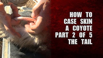 How to case skin a coyote - part 2 of 5 - the tail
