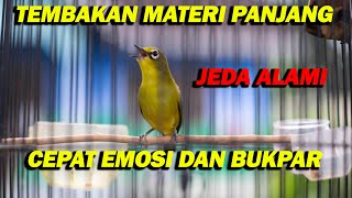 PANCINGAN PLECI TEMBAKAN MATERI PANJANG JEDA ALAMI , BIKIN CEPAT EMOSI DAN BUKPAR