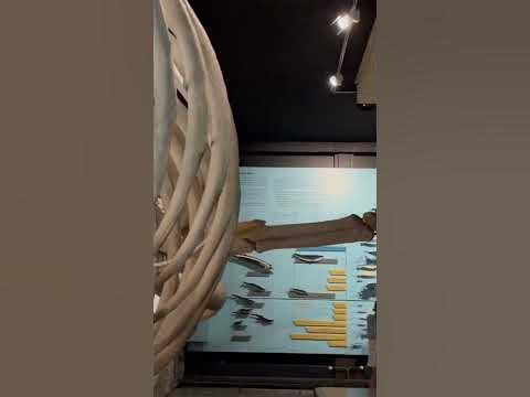 Blue Whale Fossil Senckenberg Museum - YouTube