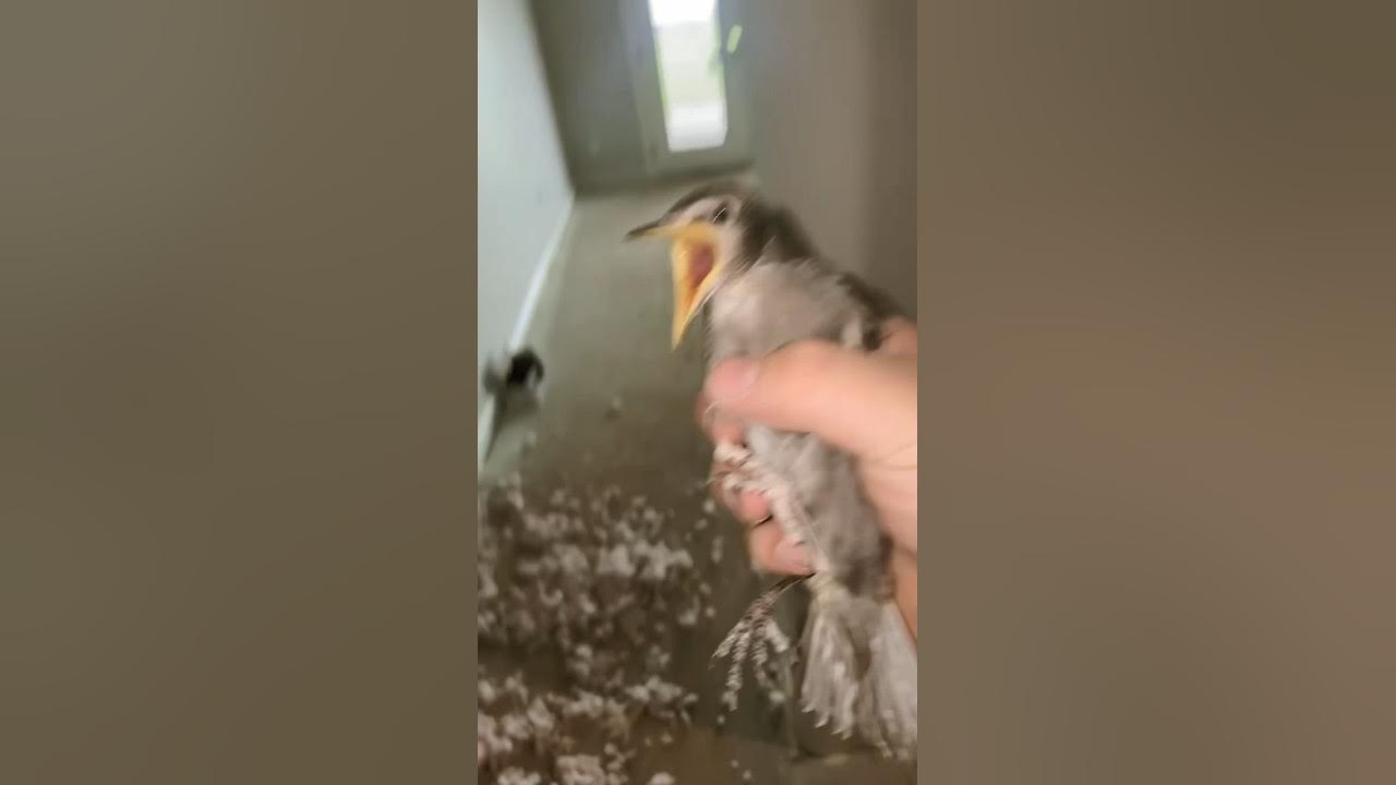  Birds ain’t real  Birds ain’t real