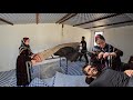 A Peaceful Day in the Village | Ali and Fatemeh Visit Their Old Farm 🌾🏡❤️