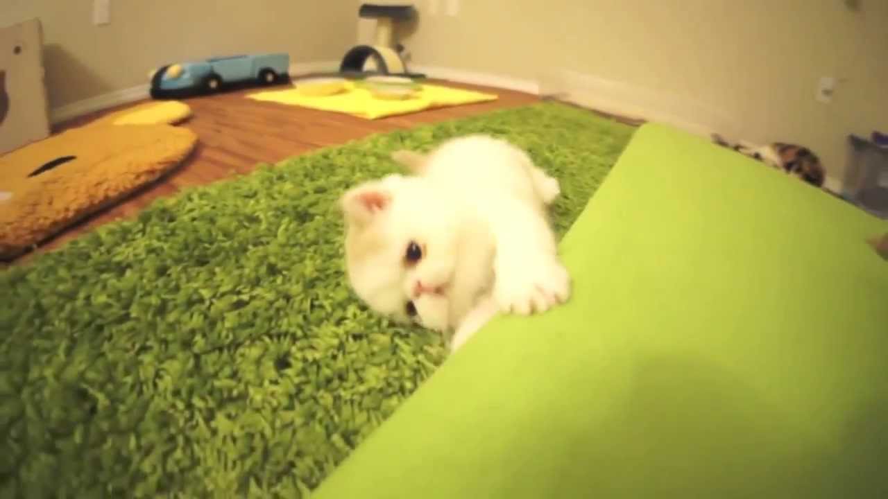 Kumpulan Video Kucing Lucu Banget YouTube