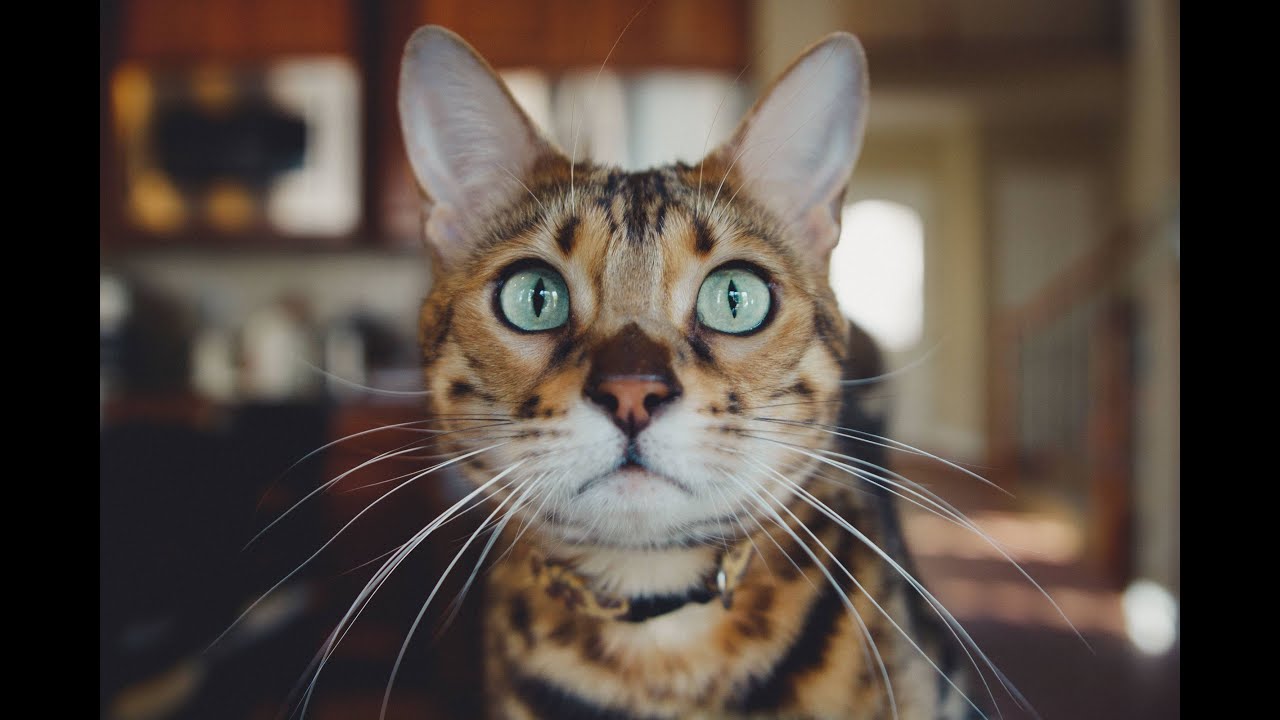 How Similar Are Tigers and Domesticated Cats? YouTube