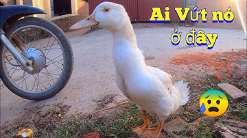 Cuộc Gọi Khẩn Cấp - Đi Cứu Chú Vịt Bị Bỏ Rơi Ở Bãi Rác Ven Đường / Quế Nghịch