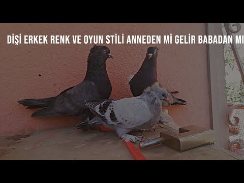 Seferli Güvercin oyunu anneden mi alır Babadan mı Renk nasıl Gelir