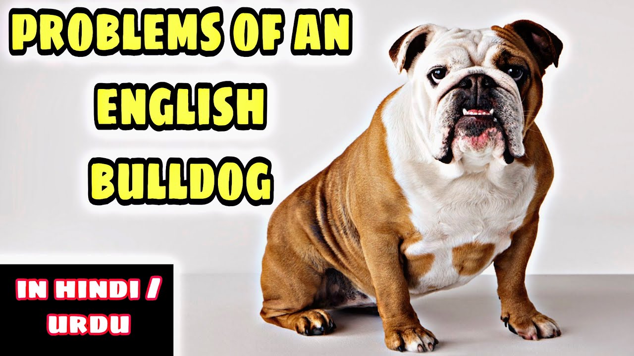 5 Common Problems of an English bulldog breed l Problems of an English ...