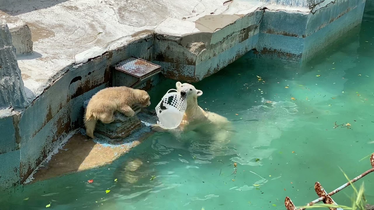 【天王寺動物園】わんぱくホウちゃん