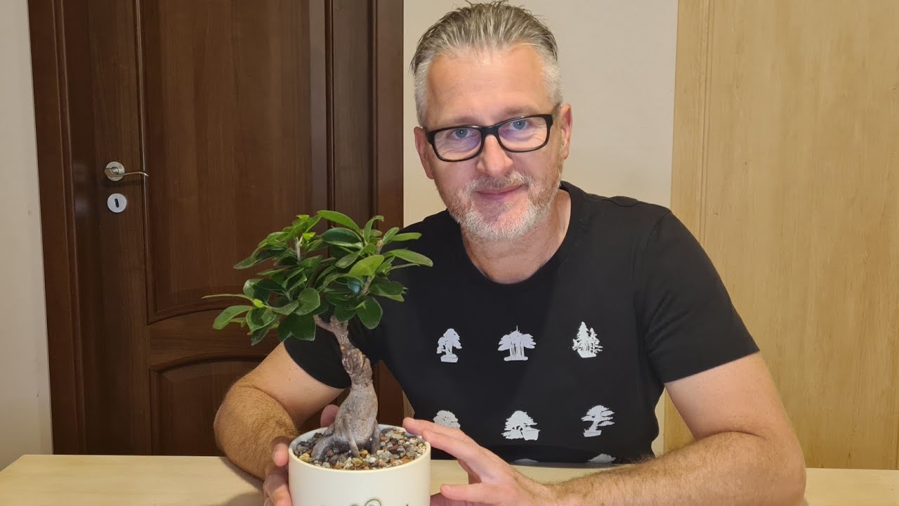 Transplantarea unui bonsai Ficus ginseng
