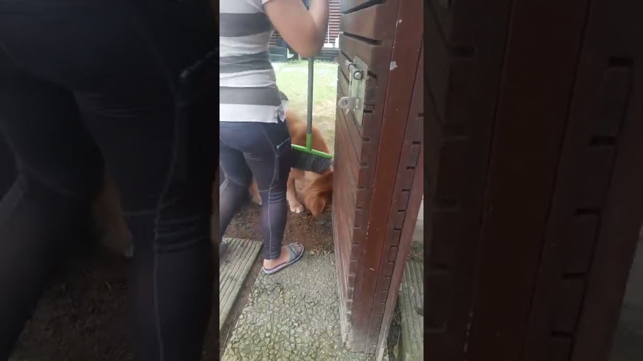 WHY DO DOGS BURY THINGS IN THE GROUND? 