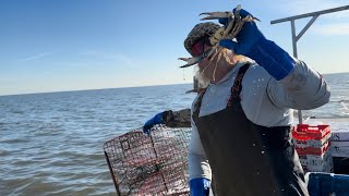 Water to table with blue crabs!!