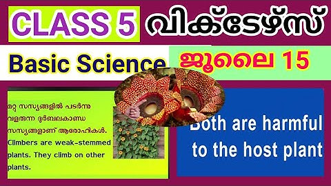 Class 5 Victers July 13 Basic Science Worksheet|class 5 victers today|victers class 5 worksheet
