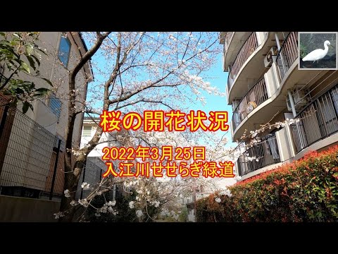 桜の開花状況　2022年3月25日　入江川せせらぎ緑道