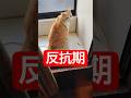 反抗期 #しゃべる猫