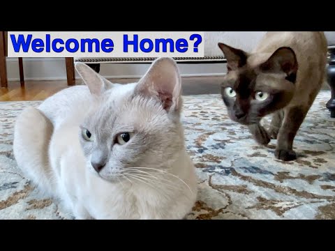 Why Does LUNA Smell Bad? 💖 Luna is so Happy! SIMON and TEDDY don&rsquo;t like her NEW SMELL! Burmese Cats