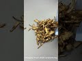 Angelica sinensis is a great blood tonic. Do you know its magical effects?