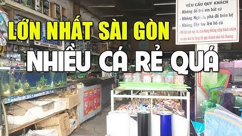 Đi Mua Cá Cảnh Về Nuôi Ở Cửa Hàng Trung Tín với hàng trăm loại Cá Rẻ và Đẹp #1