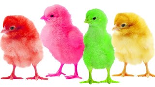 Pelajari warna dengan anak ayam | Belajar warna Indonesia | Tokek