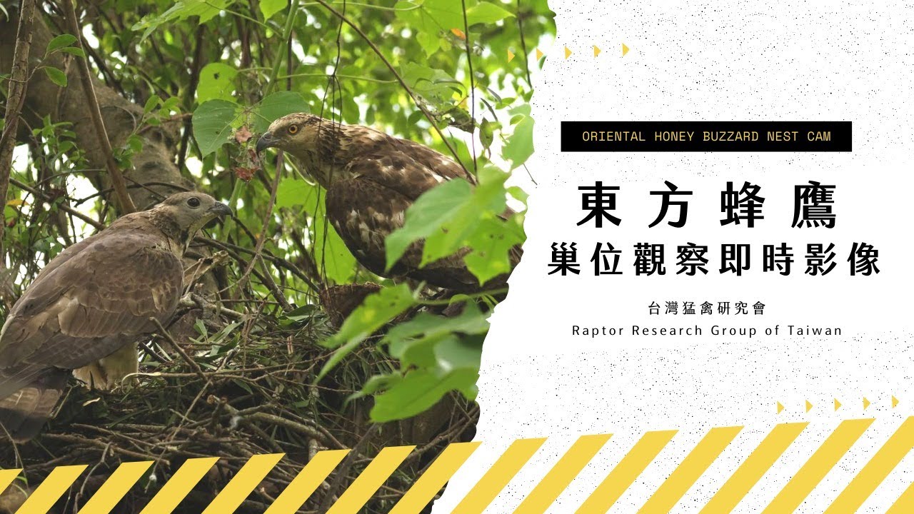 Home Run Taiwan 田董米腦闆 全臺首次 東方蜂鷹巢位直播 24小時鳥爸媽育兒實錄