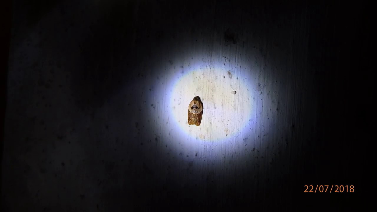 Acleris variegana, the garden rose tortricid moth or fruit tortricid,